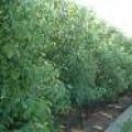 大叶香樟