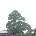 日本黑松