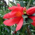 四季红山茶花