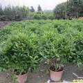 非洲茉莉