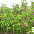 香花槐