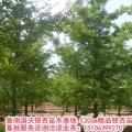 银杏树