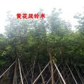 黄花风铃木