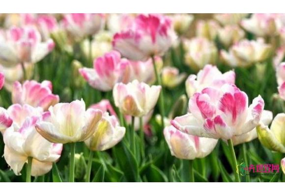 江苏：100种精品郁金香20日起展出 曾以技术手段休眠