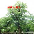 粉花山扁豆