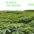 发财树