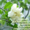 白花石榴