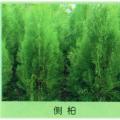 侧柏