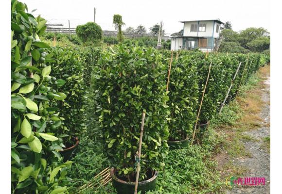 【年宵花前哨】 大规格年桔价格将涨20%—30%
