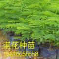 凤凰木