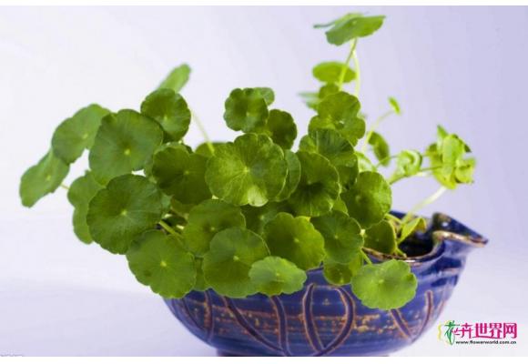 水培铜钱草的方法