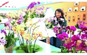 贵阳举办首届春节花市 百余种花卉供市民选购