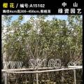 樱花