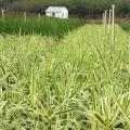 花叶芦苇