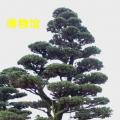 黑松