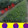 沉香苗