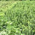 大叶扶芳藤
