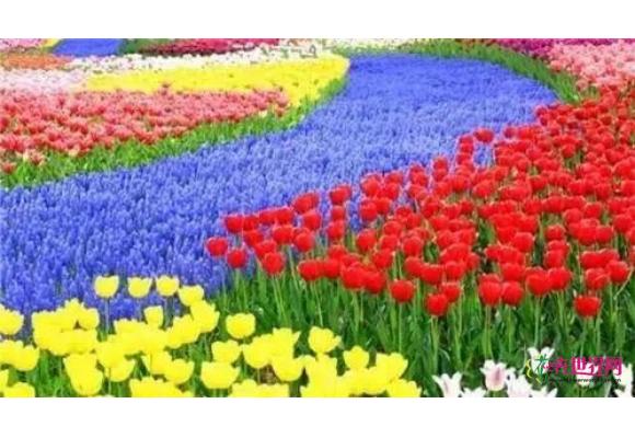 潜江章华台湿地花海180万株郁金香三月盛开 潜江章华台湿地花海180万株郁金香三月盛开