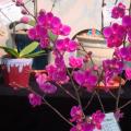  SH4拉丁文：Dtps.Queen Beer