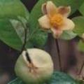 东兴金花茶