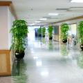 酒店、政府租摆植物