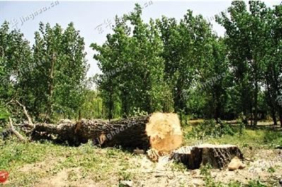 北京朝阳区：近40棵大树莫名遭砍伐（图）