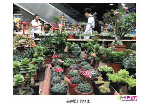 大连金三角花卉市场 鲜花绿植增添夏日清凉
