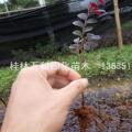 红继木