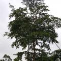 小叶榄仁
