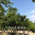 米兰