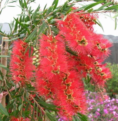 垂枝多花红千层日常栽培管理