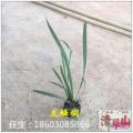 龙鳞榈
