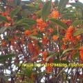 状元红桂花