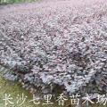 红花桎木