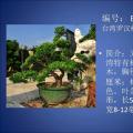 台湾罗汉松