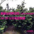 罗汉松