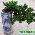 榕树盆景