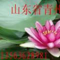 菖蒲