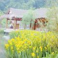 黄菖蒲