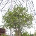 桂花384