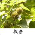 枫香