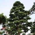 日本罗汉松