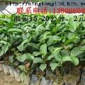 红桂木红桂木胭脂树狗