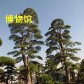罗汉松