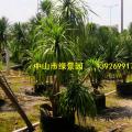 龙血树