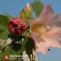 木芙蓉