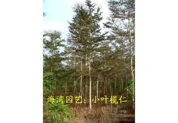 湛江海湾园艺：向规模化 专业化发展