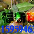 白花油茶