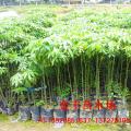 美丽异木棉