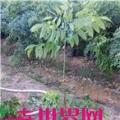黄花梨